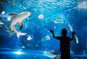 London Aquarium-3-1-1