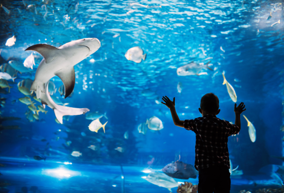 London Aquarium-3-1