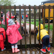 kindergarten children viewing farm animals in surrey docks farm in London-1-2