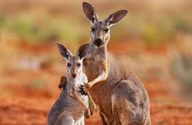 Kangaroos